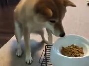 Dog Just Can't Wait To Eat!