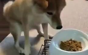 Dog Just Can't Wait To Eat! - Animals - VIDEOTIME.COM