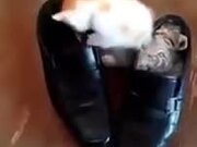 Kitten Finally Manages To Get Into Shoe