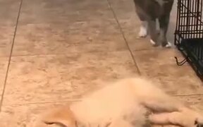 Cat Sniffs Puppy's, Doesn't Like What It Smells - Animals - VIDEOTIME.COM