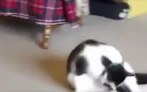Catto Does A Cool Roll! - Animals - VIDEOTIME.COM
