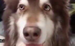 A Whole Lotta Fluffiness! - Animals - VIDEOTIME.COM