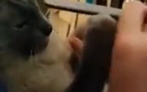Catto Is Getting A Pedicure! - Animals - VIDEOTIME.COM