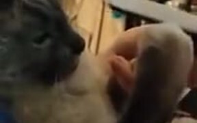 Catto Is Getting A Pedicure! - Animals - VIDEOTIME.COM