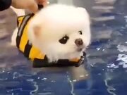 Small Puppy's Trying Out Some Swimming!