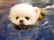Small Puppy's Trying Out Some Swimming!