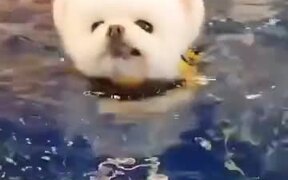 Small Puppy's Trying Out Some Swimming! - Animals - VIDEOTIME.COM