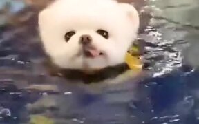 Small Puppy's Trying Out Some Swimming! - Animals - VIDEOTIME.COM
