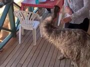 Who Knew Emus Like Eating Chips!
