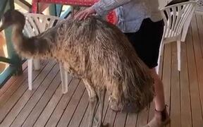 Who Knew Emus Like Eating Chips! - Animals - VIDEOTIME.COM