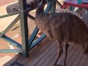 Who Knew Emus Like Eating Chips!
