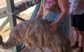 Who Knew Emus Like Eating Chips! - Animals - VIDEOTIME.COM