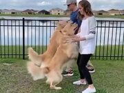 Cutest Synchronized Doggo Jump!