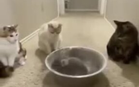 A Chinchilla Bathes, While The Cats Watch - Animals - VIDEOTIME.COM