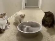 A Chinchilla Bathes, While The Cats Watch
