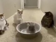 A Chinchilla Bathes, While The Cats Watch