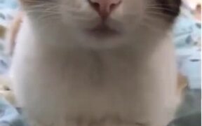 Yes, Cats Absolutely Love Massages! - Animals - VIDEOTIME.COM