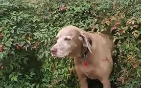 Doggo Getting A Full Body Scratch! - Animals - VIDEOTIME.COM