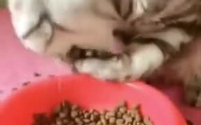 This Cat Uses It's Hands To Eat! - Animals - VIDEOTIME.COM