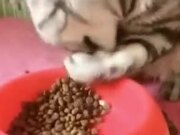 This Cat Uses It's Hands To Eat!