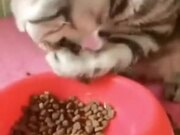 This Cat Uses It's Hands To Eat!