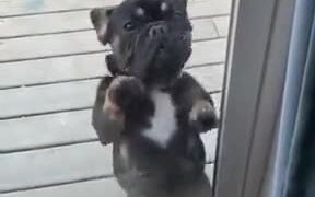 Belly Dancing Dog - Animals - VIDEOTIME.COM