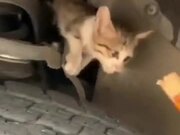 Kitten Inside A Car's Engine Bay Gets Lured Out
