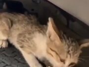 Kitten Inside A Car's Engine Bay Gets Lured Out