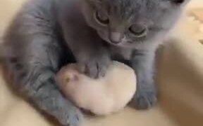 Little Kitten And It's Hamster Friend! - Animals - VIDEOTIME.COM