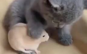 Little Kitten And It's Hamster Friend! - Animals - VIDEOTIME.COM