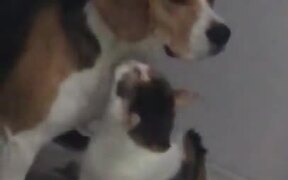 Dog Gets A Good Cleanup From Cat - Animals - VIDEOTIME.COM
