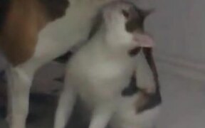 Dog Gets A Good Cleanup From Cat - Animals - VIDEOTIME.COM