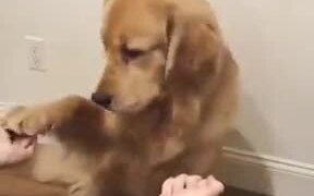 Doggo Gets Confused By Human's Tricks! - Animals - VIDEOTIME.COM