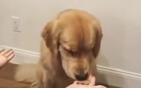 Doggo Gets Confused By Human's Tricks!