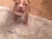 Small Little Puppy Is Getting Angry!