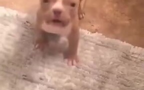 Small Little Puppy Is Getting Angry! - Animals - VIDEOTIME.COM