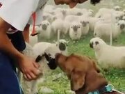 Cute Dog Loves The Little Sheep!