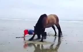 Horse Works Out With The Guy! - Animals - VIDEOTIME.COM