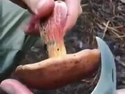Is This A Magic Mushroom?