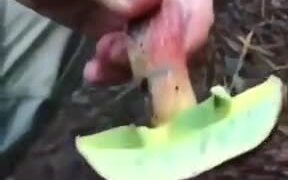 Is This A Magic Mushroom? - Fun - VIDEOTIME.COM