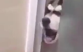 Little Husky Puppy Goes A Little Crazy! - Animals - VIDEOTIME.COM