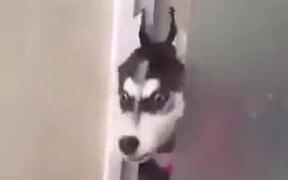 Little Husky Puppy Goes A Little Crazy! - Animals - VIDEOTIME.COM