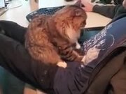 Cat Is Practicing How To Knead Dough! - Animals - Y8.COM