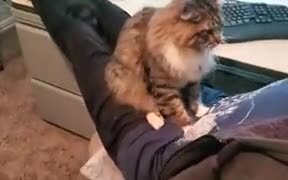 Cat Is Practicing How To Knead Dough! - Animals - VIDEOTIME.COM