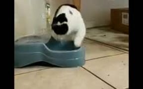 This Cat Loves Playing With It's Water - Animals - VIDEOTIME.COM