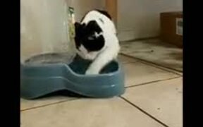 This Cat Loves Playing With It's Water - Animals - VIDEOTIME.COM