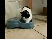 This Cat Loves Playing With It's Water