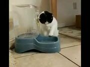 This Cat Loves Playing With It's Water - Animals - Y8.COM