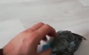 What Is This Parrot Up To? - Animals - VIDEOTIME.COM
