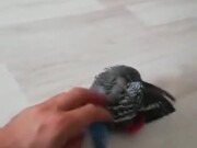 What Is This Parrot Up To?